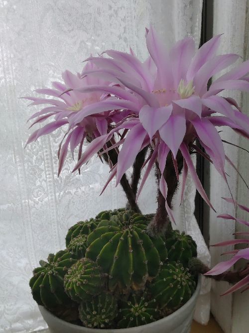 サボテンの花 エキノプシス・オキシゴナ(旺盛丸)が咲きました サボテンの花 エキノプシス・オキシゴナ(旺盛丸)が咲きました
